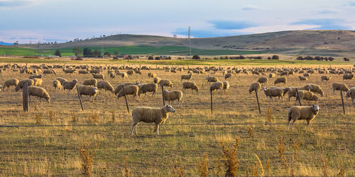 Flock of sheep on field