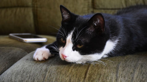 Close-up of cat relaxing on sofa