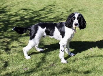 English springer spaniel 1 year old full body. 