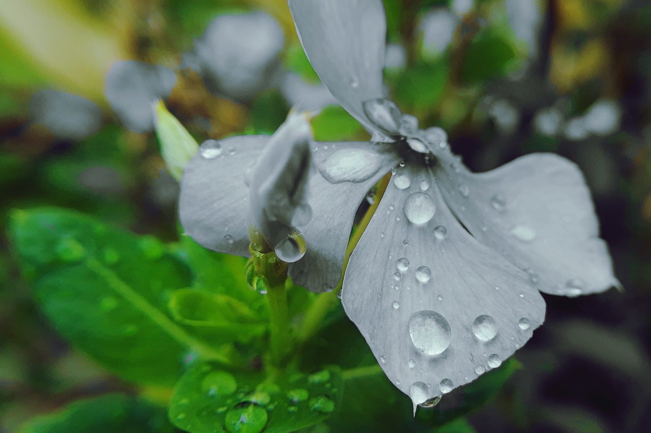 CLOSE-UP OF RAINDROPS ON WHITE ROSE