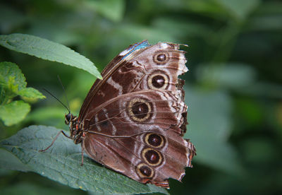 Close-up of butterfly on leaf