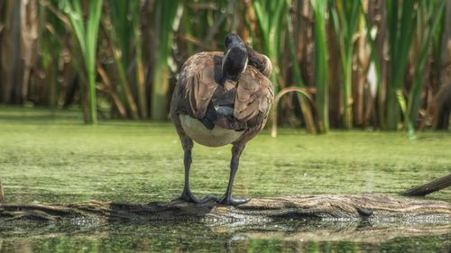 View of a bird on field