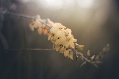 Close-up of white flowers on twig