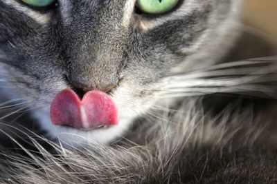 Close-up of cat