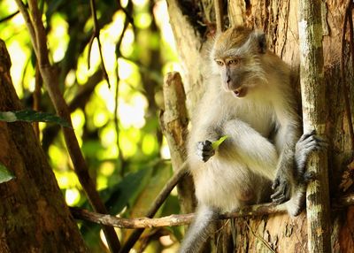 Long-tail macaque sitting in a tree and holding a leaf