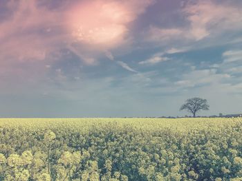 Scenic view of field against sky