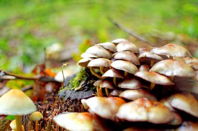 Close-up of mushrooms