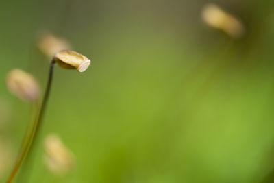 Close-up of flowering plant against blurred background