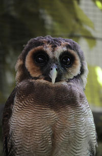 Close-up portrait of owl