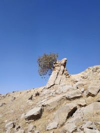 A single tree on the rocks 