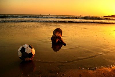 Scenic view of sea at sunset