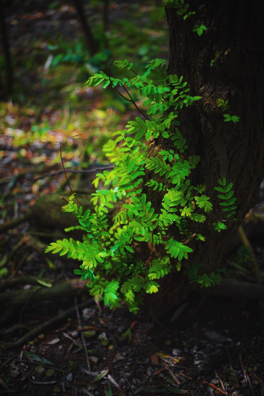 growth, leaf, plant, green color, nature, forest, tranquility, growing, tree trunk, close-up, beauty in nature, moss, tree, focus on foreground, outdoors, day, no people, field, green, branch
