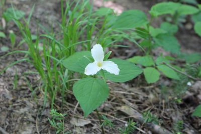 Close-up of white flowers