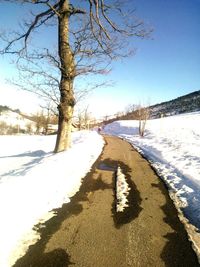 Bare trees on landscape