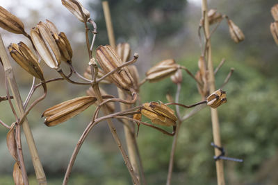 Close-up of plant