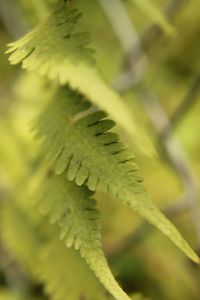 Close-up of plant