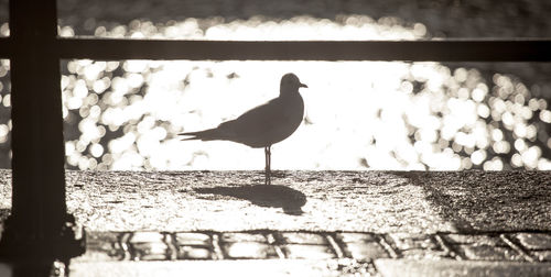 Close-up of bird perching on retaining wall
