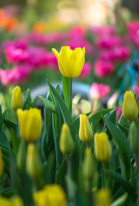 Close-up of yellow tulips