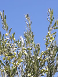 Low angle view of plants against clear blue sky