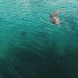 High angle view of dog swimming in sea