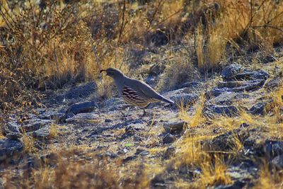 Bird perching on a field