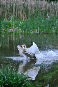 View of duck swimming in lake