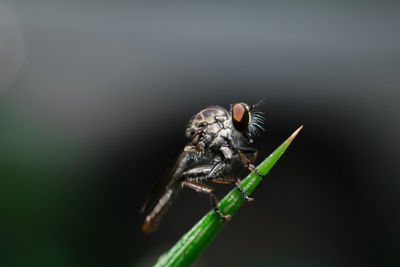 Close-up of mosquito on leaf