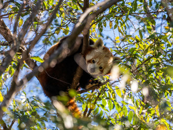 Low angle view of panda on tree