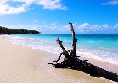 Driftwood on beach