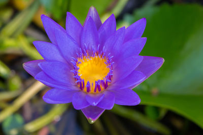 Close-up of purple flower