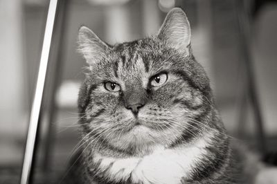 Close-up portrait of cat