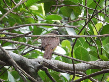 Low angle view of bird perching on tree