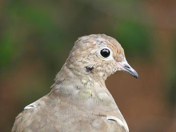 Close-up of bird