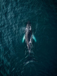 High angle view of humpback whale swimming in sea