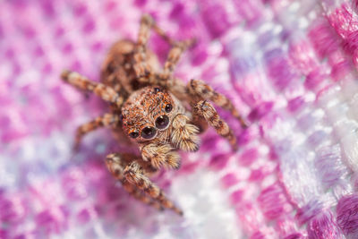 Close-up of spider