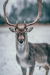 Portrait of deer