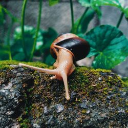 Close-up of snail on rock