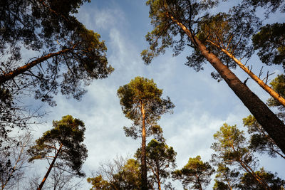 Low angle view of trees against sky