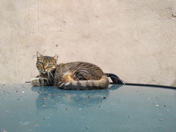 Colour of life cat of sardinia 