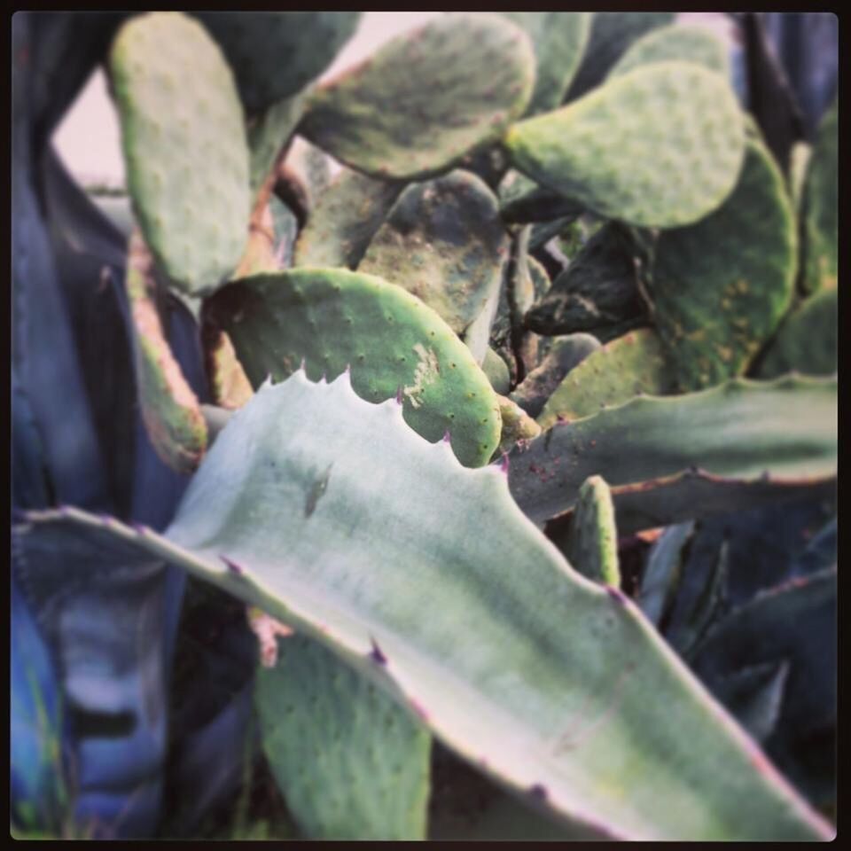 leaf, growth, nature, plant, close-up, no people, green color, outdoors, beginnings, day, beauty in nature