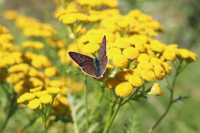 Butterfly on yellow flower