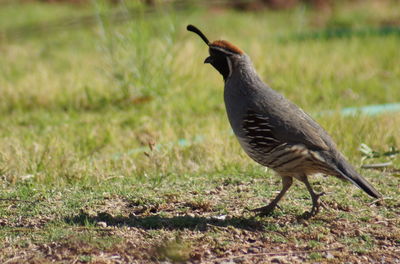 Close-up of bird perching on field