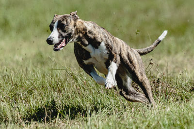 Whippet dog lifted off the ground during the dog racing competition running straight into camera