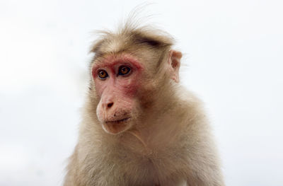 Portrait of a monkey