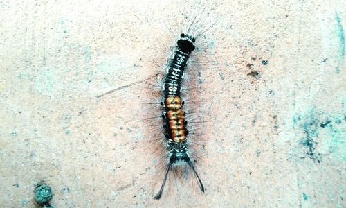 Close-up of insect on wall