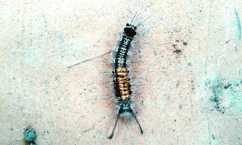Close-up of insect on wall