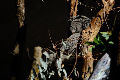 Close-up of a bird on branch