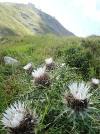 Close-up of plants growing on field against sky