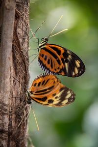 Butterfly on leaf