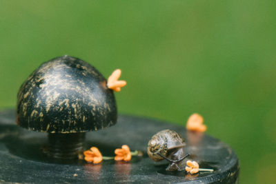 Close-up of snail on wood